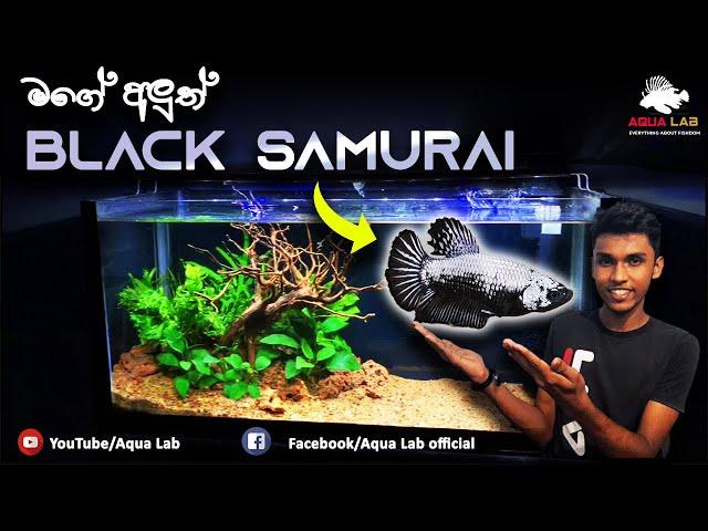 කලු සමුරායිගේ අලුත් ගෙදර | Betta fish planted tank setup