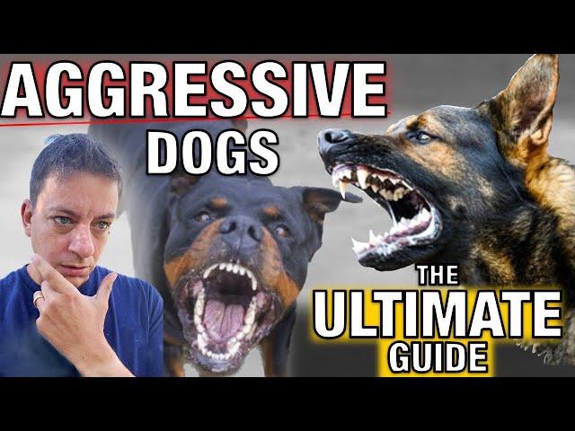 How To Stop Dog Aggression for Everyday People: The Ultimate Guide