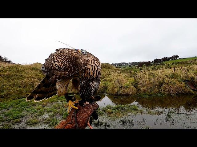 Falconry Goshawk Chasing Duck