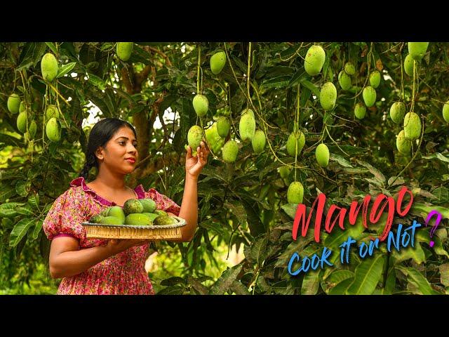 So many Mangoes in the tree, Cook It or Not! indeed you may eat them in raw | Traditional Me