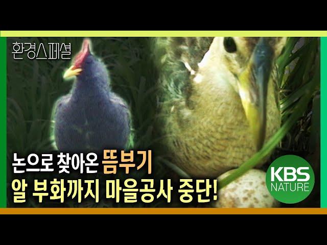논으로 찾아온 뜸부기, 알 부화를 위해 마을공사 중단! [환경스페셜-설기획 뜸부기를 찾아서] / KBS 20030129 방송