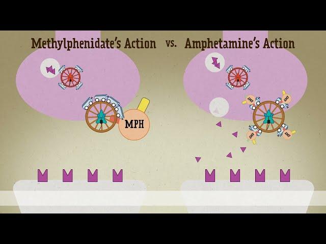 Amphetamine Vs. Methylphenidate