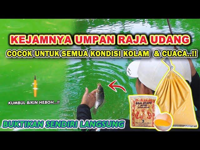 SADISNYA RACIKAN UMPAN RAJA UDANG !!  UMPAN IKAN MAS TERJITU BABON RAME, LOMBA & HARIAN 