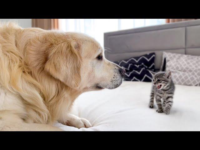 Golden Retriever Meets New Tiny Kitten for the First Time!