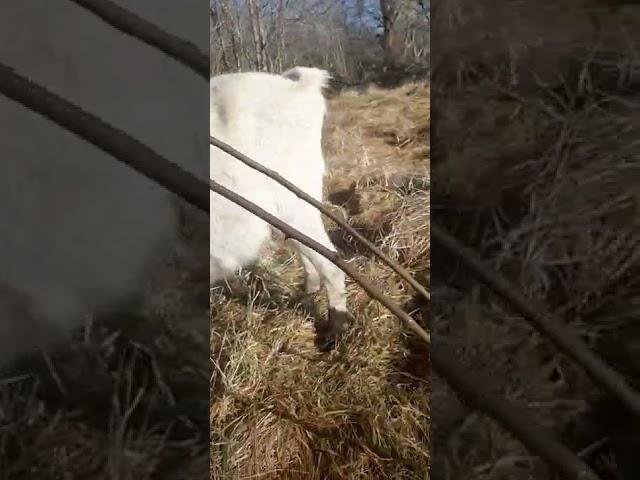 мини хозяйство в деревне