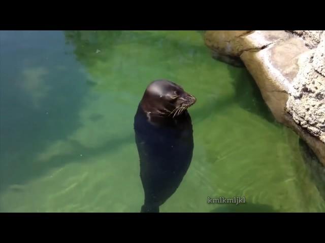 spinning seal