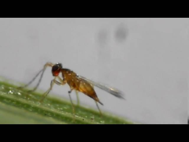 Egg-parasitoid Anagrus (Mymaridae) - Oviposits in Cicada Eggs on Rice