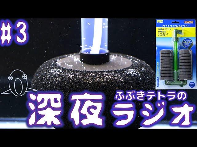 深夜のふぶきテトラのラジオ3回目。仮に苔が生えにくい環境を構築できれば、テトラのスポンジフィルターが最強な理由【ふぶきテトラ】