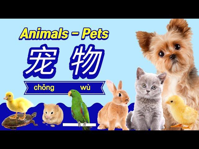 学中文-动物-宠物 | Learn Animal Pets in Mandarin Chinese | 學中文-動物-寵物 | Pet for Chinese Beginners | 중국어 애환동물