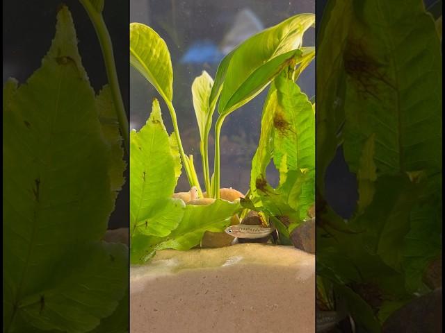A quick tank restoration! Full video in channel! #fishtank #aquarium #aquascape