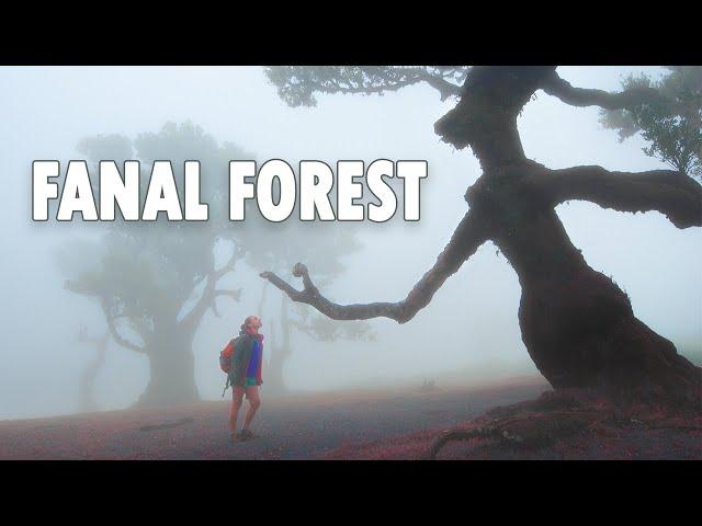 Fanal Forest Photography on Madeira Island