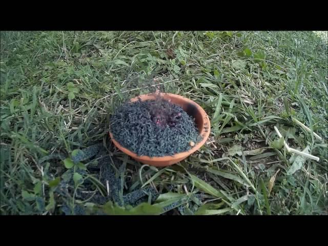 Ammonium dichromate volcano