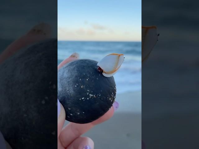 Shelling Spectacular: East Coast Edition 