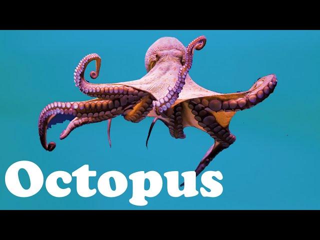 Octopus - Animal of the Day | Educational Animal Videos for Kids, Toddlers and Preschool Children