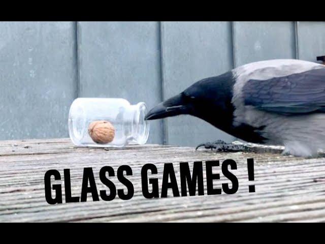 Wild Crow Playing Jar Games