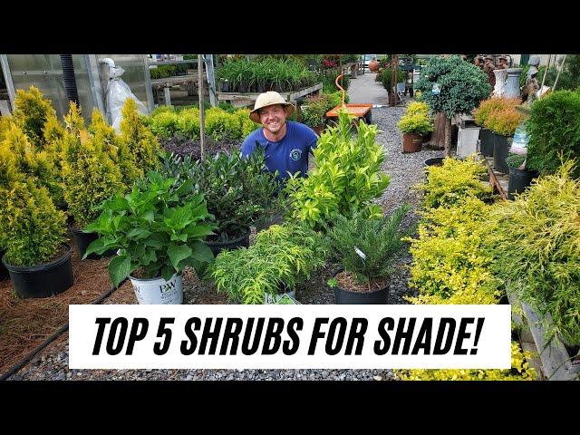 Top 5 Shrubs for Shade |S&K Greenhouse|