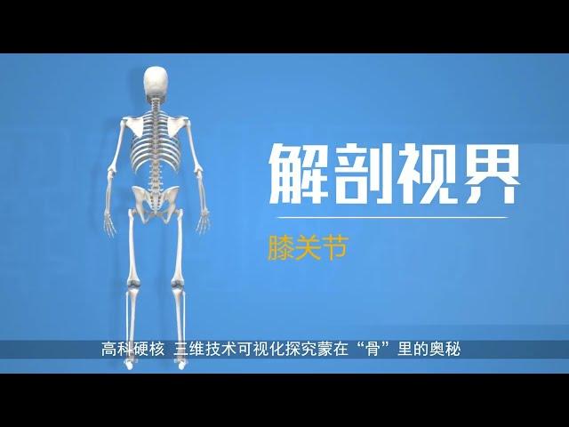 [human anatomy] knee joint  【人体解剖】膝关节