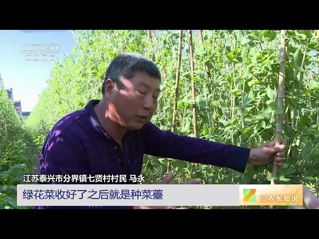 [三农长短说]立夏时节农事忙 江苏泰兴 甜豌豆上市 轮茬套种实现“一地五收”|农业致富经 Agriculture And Farming