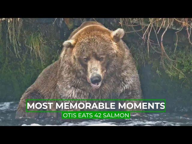 Otis Eats 42 Salmon | Memorable Moments in Bear Cam History