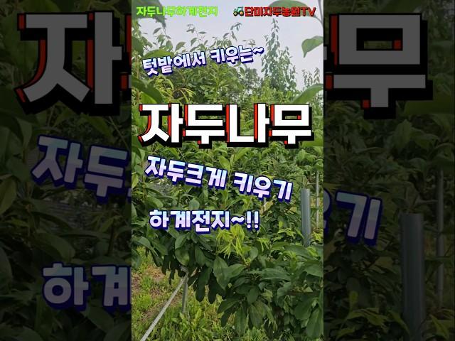 텃밭 자두나무 - 대과 만들기 (하계전지, 적심) #자두 #자두나무 # 텃밭자두 #하계전지 #적심