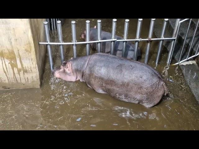 Zimní Zoo Ostrava