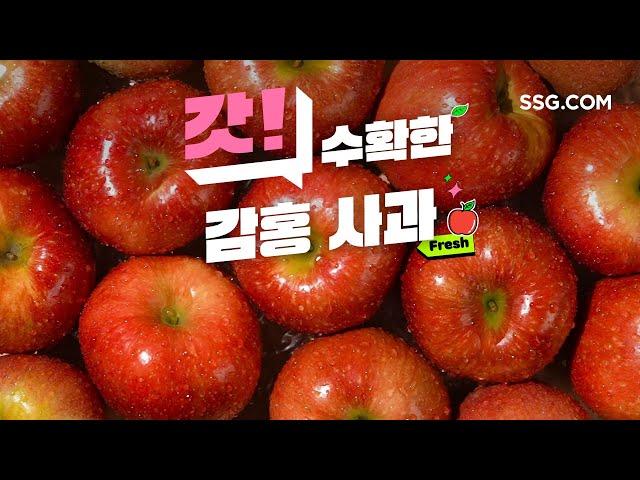 [OMG] 갓! 수확한 감홍사과 (15”)