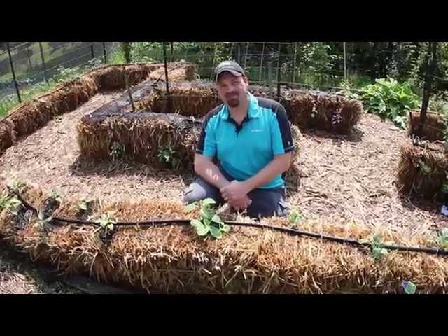 Straw Bale Gardening Conditioning the Bales