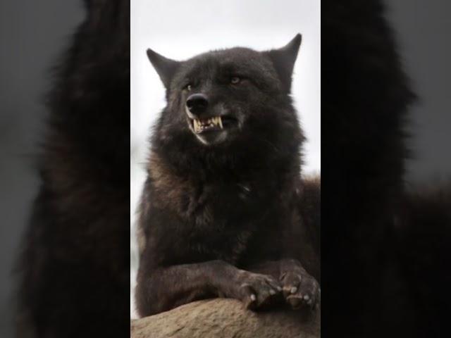ʙʟᴀᴄᴋ ᴡᴏʟᴠᴇs ᴀʀᴇ ʙᴇsᴛ  { #wolf #blackwolf #therian #theriotype }