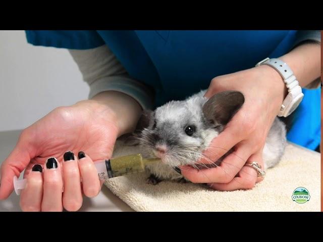 How to Syringe Feed Critical Care to Your Rabbit, Guinea Pig, or other Small Pet