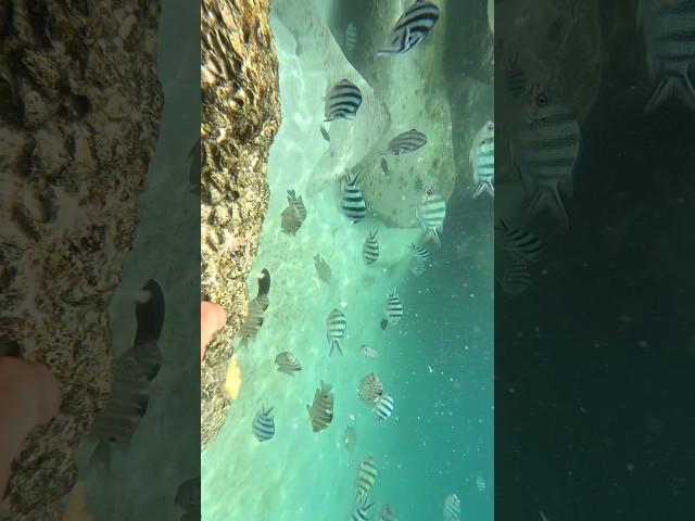 Nha Trang amiana resort snorkeling