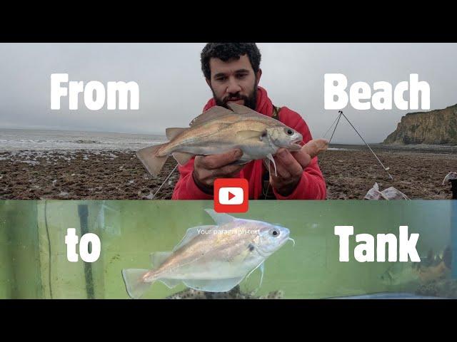 Catching fish to put in my 1800 Litre Marine Aquarium