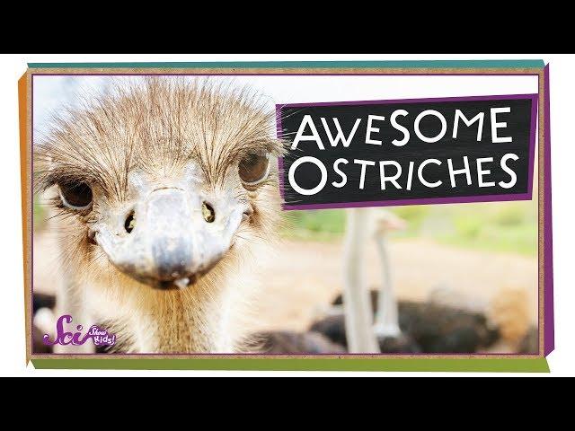 Ostriches: The World's Biggest Birds! | Biology for Kids | SciShow Kids