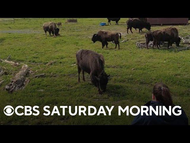 Program reintroduces previously-believed extinct wood bison into the U.S.