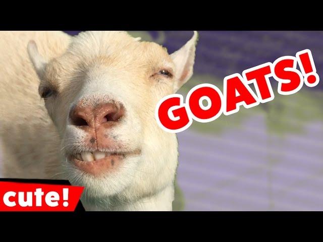 Funny Goat Videos Compilation 2016 | Kyoot Animals