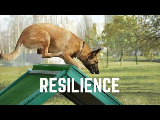 Making Resilient & Tolerant Dogs with Tactile Drills | Grassroots K9