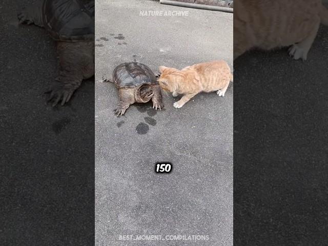 The INCREDIBLE Reflexes of Cats ‍⬛