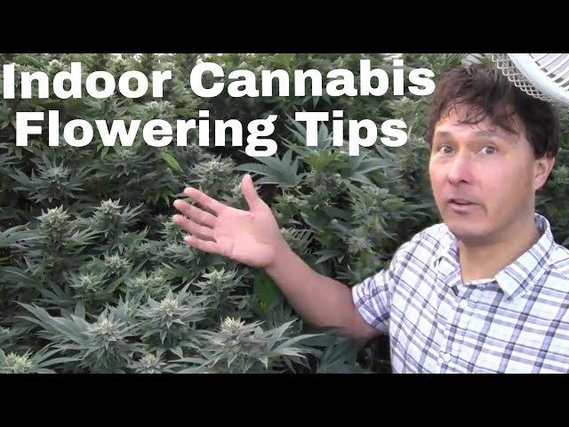 Indoor Cannabis Flowering Tips to Grow Dense Buds & Prevent Mildew