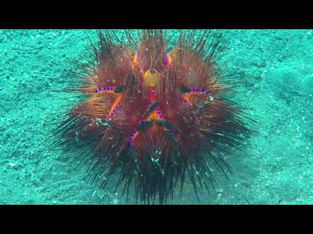 Sea Fire Urchin