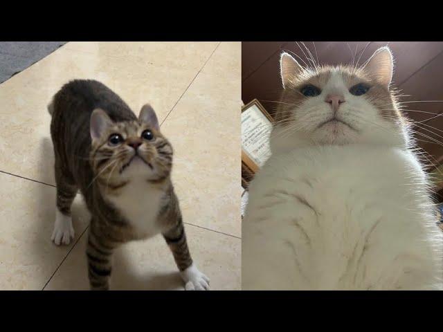 Funny Moments of Cats | Funny Video Compilation - Fails Of The Week #19