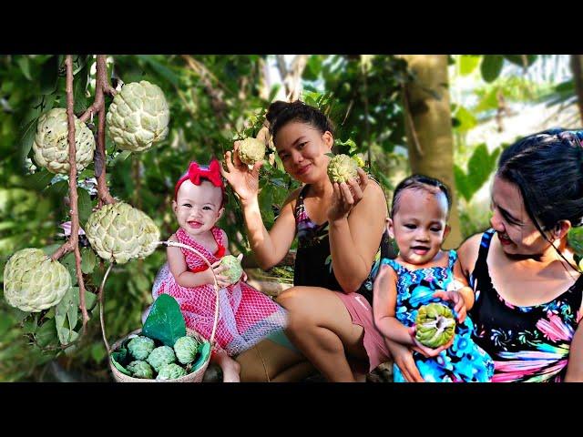 Growing string beans in our front yard | Atis Sweetsop picking around our kubo