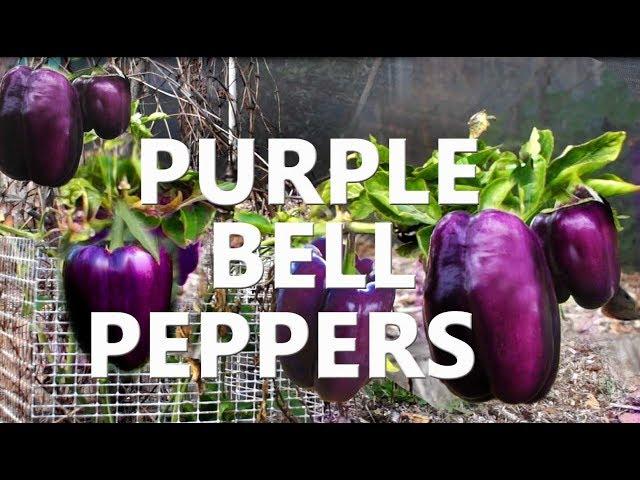 Purple Bell Peppers Black Heirloom Sweet Fruit Growing in the Garden