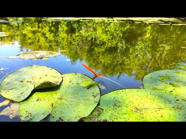 LARGE CRUCIAN CARP ON THE FLOAT!!! FISHING IN SUMMER ON THE SMALL RIVER