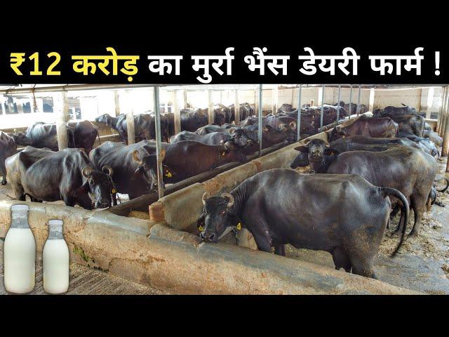 मुर्रा भैंस का 72 साल पुराना करोड़ों का डेयरी फार्म | Buffalo Farming | Murrah Buffalo Farm