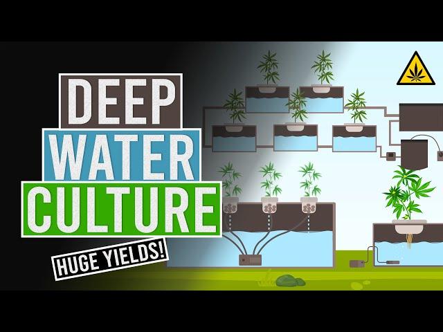 Deep Water Culture! DWC Basics