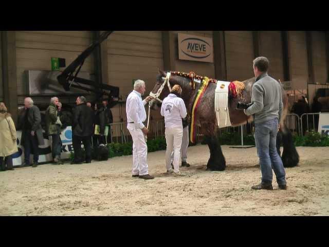 Belgian Draft Horses-national championship 2013-stallions