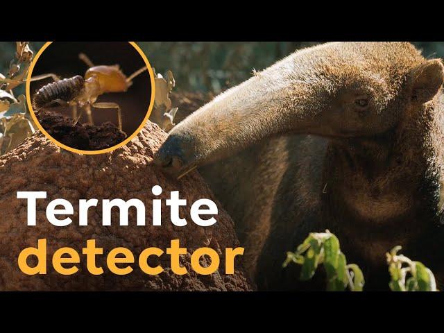 Giant Anteaters are  Termite Detectors I Wild to Know