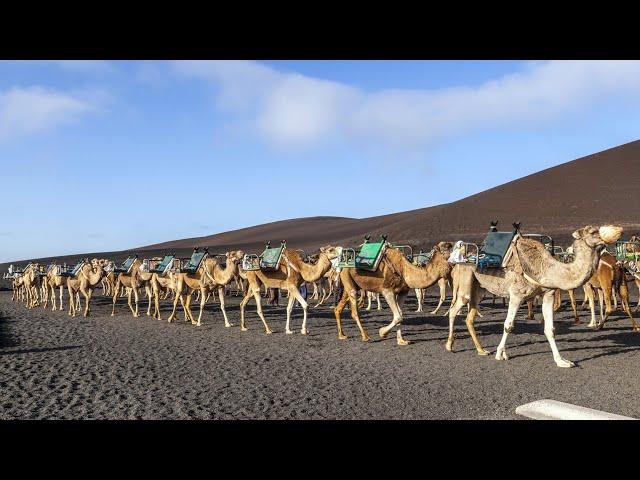 Camel Ride Lanzarote Tour, Timanfaya National Park Review 2023 4KHD