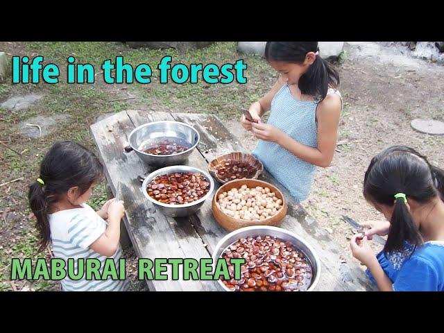 Self-Sufficiency, Forest Life, Rural Japan, Picking chestnuts, Harvesting Manchurian wild rice,