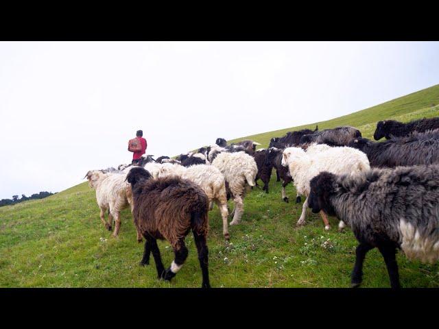 shepherd life of Nepal || Life in rural Nepal || Himalayan life of Nepal @shepherdlifeofnepal