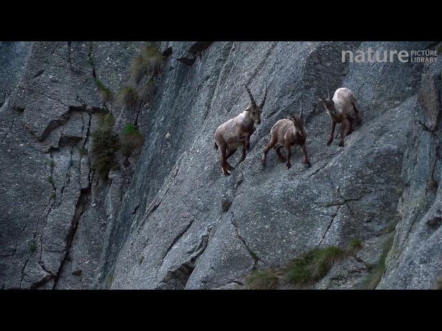 Alpine ibex climbing up a steep mountain rock face, one pushes another one away